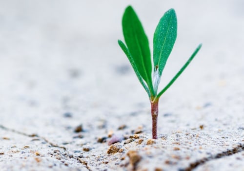 How much does an ira grow?